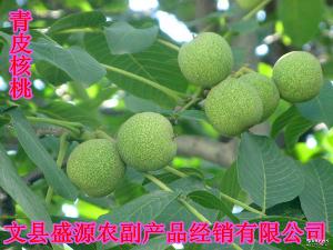 綿核桃 品種、價格與圖片全解析